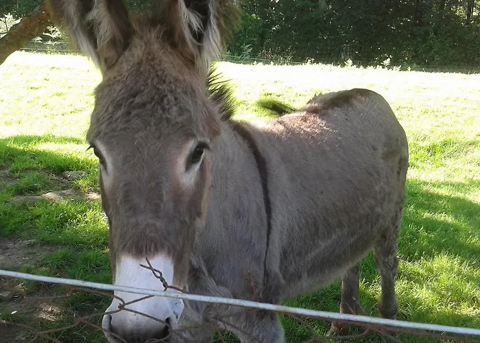 Les Vallees Bed & Breakfast Saint-Quentin-sur-le-Homme